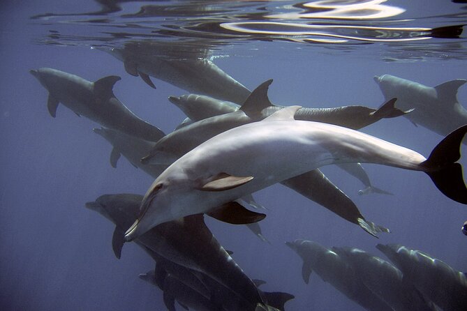 Dolphin Watching + 2 Islands Tour - From Faro - Ilha do Farol: Lighthouse Island and a Real Community, Not Just a Picture Stop