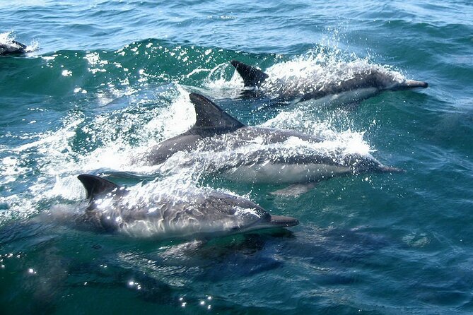 Dolphin Watching + 2 Islands Tour - From Faro - The Guides and Skippers: Why Their Style Makes a Big Difference