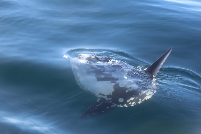 Dolphin Watching + 2 Islands Tour - From Faro - Value and Price: Does 72.59 USD Make Sense for This 4-Hour Day?