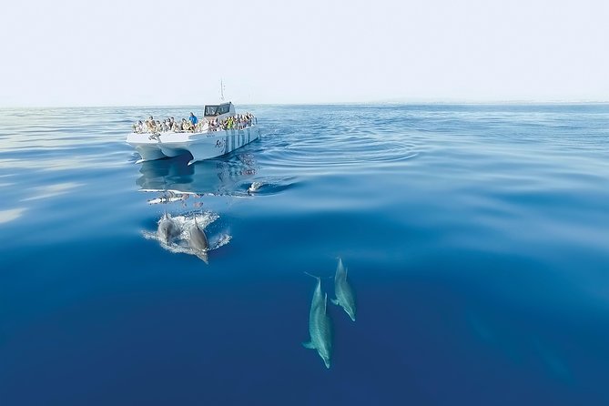 Dolphin Watching and Cave Boat Cruise from Albufeira - On Board Experience: Guides, Seats, and the Soundtrack