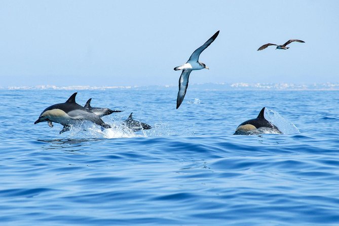 Dolphin Watching and Cave Boat Cruise from Albufeira - What to Bring: Layers, Rain Gear, and Wet-Tolerant Planning