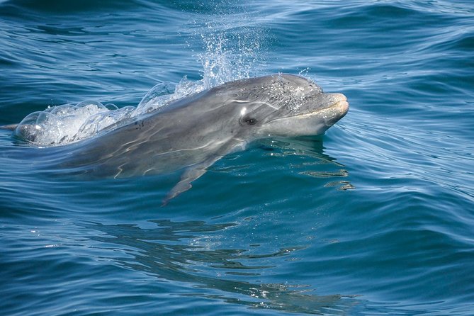 Dolphin Watching and Cave Boat Cruise from Albufeira - Stop-by-Stop Feel: What Happens During the 2.5 Hours