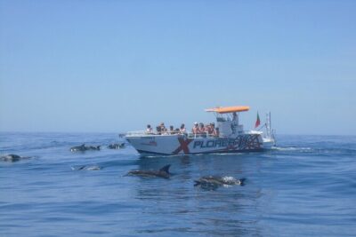 Dolphin Watching and Caves Cruise