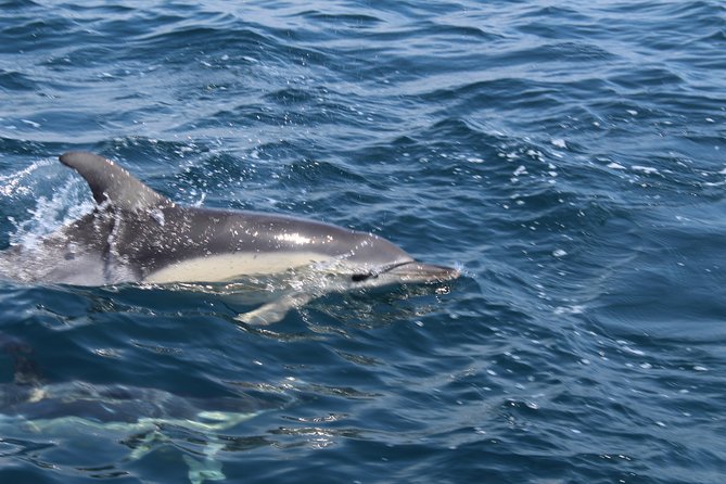 Dolphin Watching from Lagos with Marine Biologists - Why Lagos dolphin watching on a small RIB feels more personal