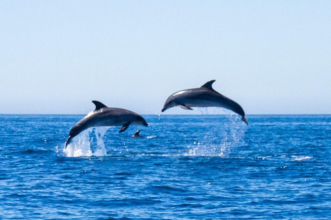 Dolphin Watching from Lagos with Marine Biologists - From Lagos Train Station to Bluefleet in minutes