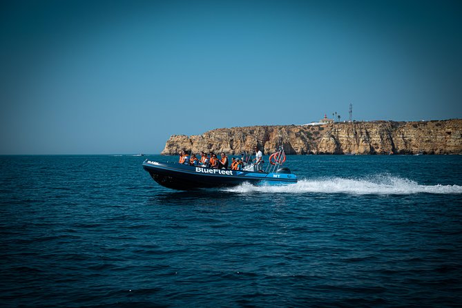 Dolphin Watching from Lagos with Marine Biologists - What marine biologists help you notice on the water