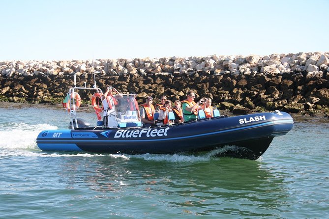 Dolphin Watching from Lagos with Marine Biologists - Price and value: what you get for $48.39