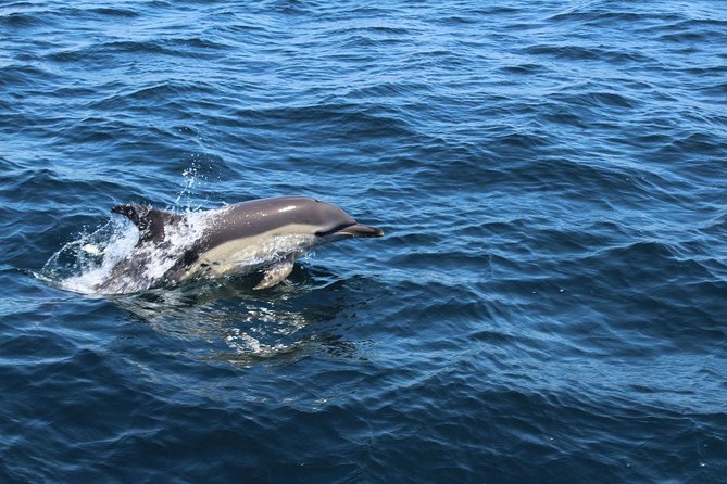 Dolphin Watching from Lagos with Marine Biologists - Who should book (and who should think twice)