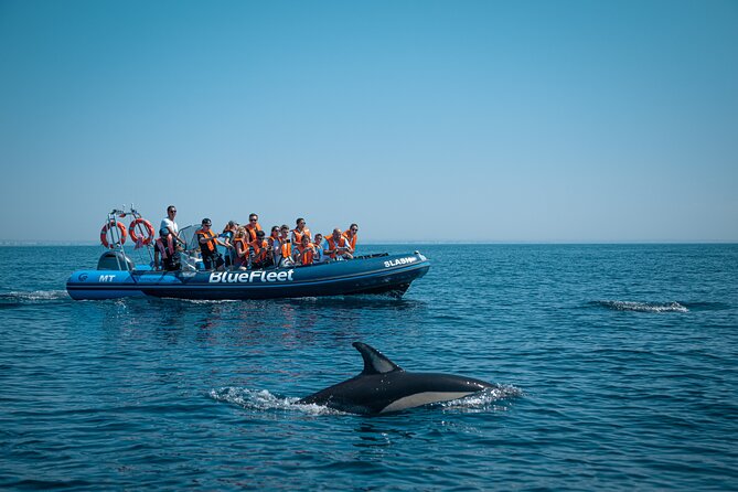 Dolphin Watching from Lagos with Marine Biologists - Practical tips to make your dolphin watching easier