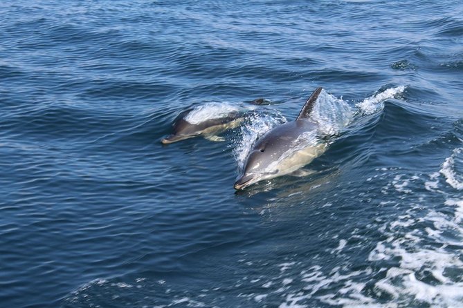 Dolphin Watching from Lagos with Marine Biologists - The 1.5-hour plan: briefing, dolphin search, and the coast on the way back