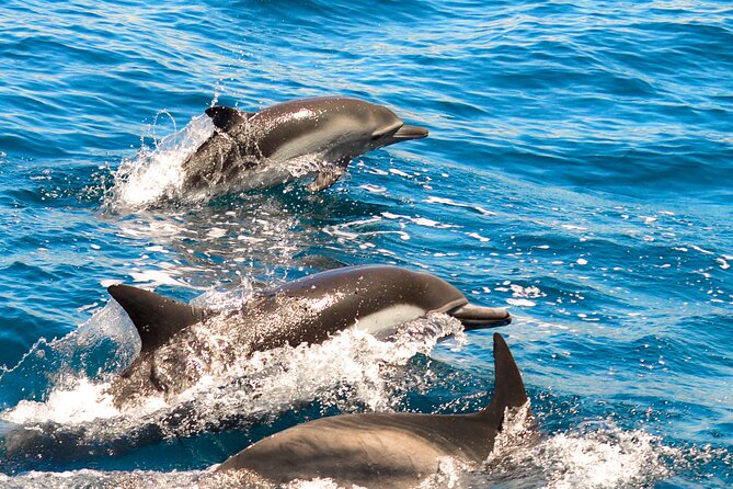 Dolphin-Watching in Marina de Lagos - Key Points That Matter Before You Go