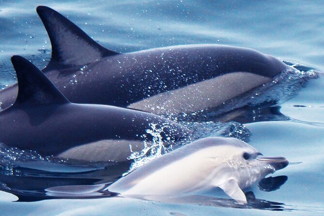 Dolphin-Watching in Marina de Lagos - Speed, Search, Then the Dolphins Show Up: How the 90 Minutes Works