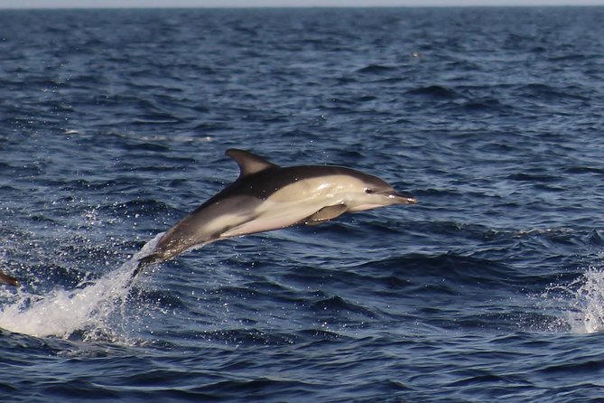 Dolphin-Watching in Marina de Lagos - What You Actually See: Bottlenose Dolphins Up Close, Plus Other Ocean Life