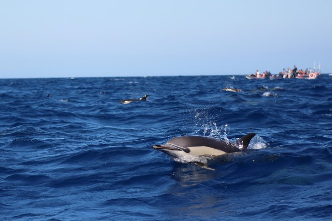 Dolphin-Watching in Marina de Lagos - Benagil Caves on the Route: A Scenic Bonus While the Crew Searches