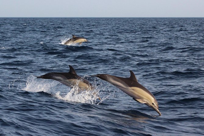 Dolphin-Watching in Marina de Lagos - Crew Experience You Can Feel: How Skippers Read the Water