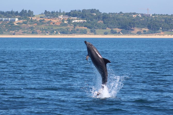 Dolphin-Watching in Marina de Lagos - Price and Value: Is $41.13 a Smart Algarve Spend?