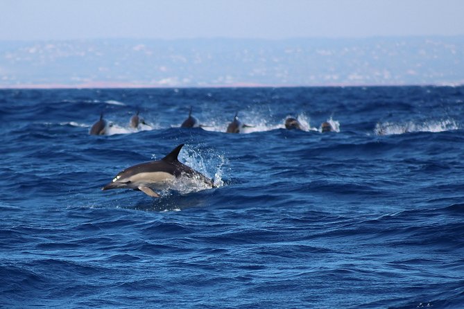 Dolphin-Watching in Marina de Lagos - The One Potential Downside: Motion, Boarding Order, and Seating Reality