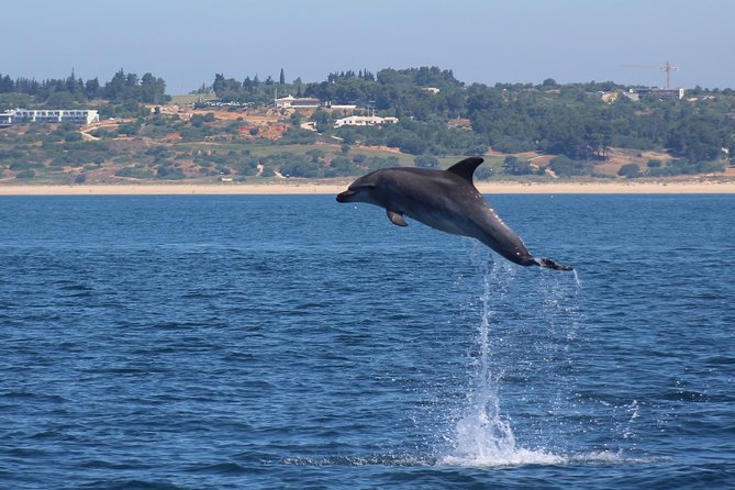 Dolphin-Watching in Marina de Lagos - Practical Tips That Make the Experience Better