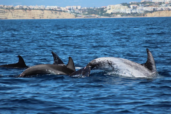 Dolphin-Watching in Marina de Lagos - Where You Start: The Lagos Meeting Point and What to Expect On Arrival