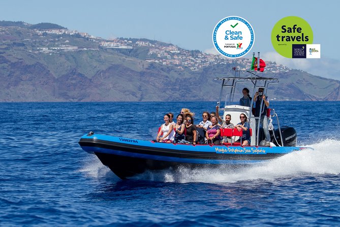 Dolphin - Whale - Turtle - Bird Watching - Funchal’s sea safari vibe: fast boat, focused search, real sea time