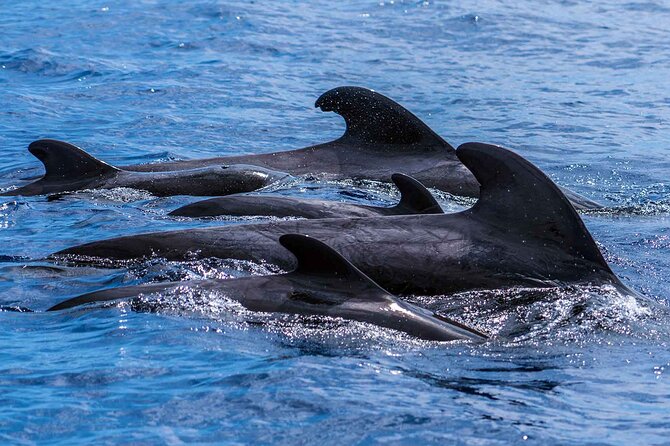 Dolphin - Whale - Turtle - Bird Watching - The return along Funchal Bay: scenery plus more facts