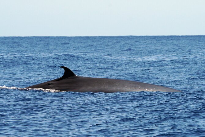 Dolphin - Whale - Turtle - Bird Watching - Câmara de Lobos from the water, plus Churchill’s painting spot