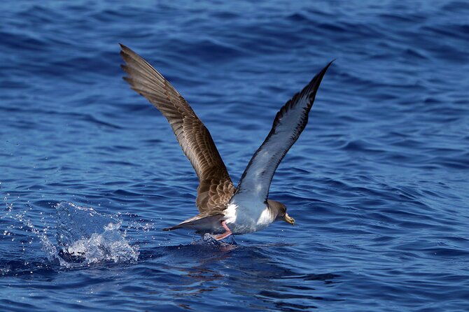 Dolphin - Whale - Turtle - Bird Watching - Small group comfort: up to 18, with 2 certified guides