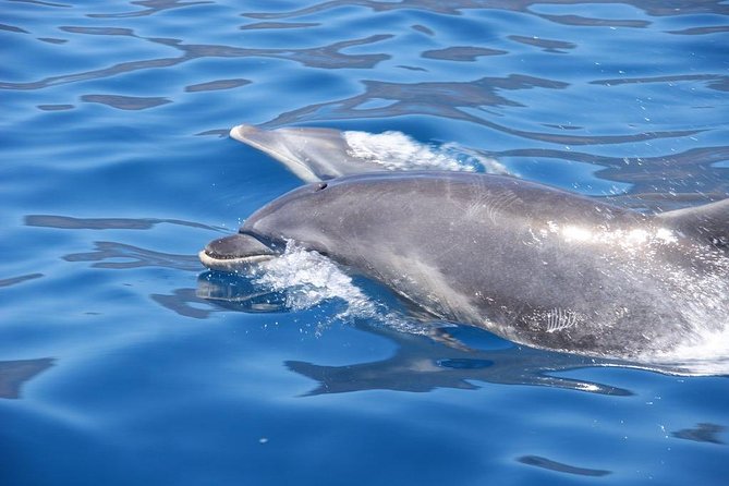 Dolphin - Whale - Turtle - Bird Watching - The wildlife guarantee and the ethics of getting close
