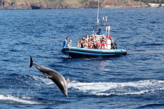 Dolphin - Whale - Turtle - Bird Watching - Guide energy: Clara, Natasha, and the marine biologist effect