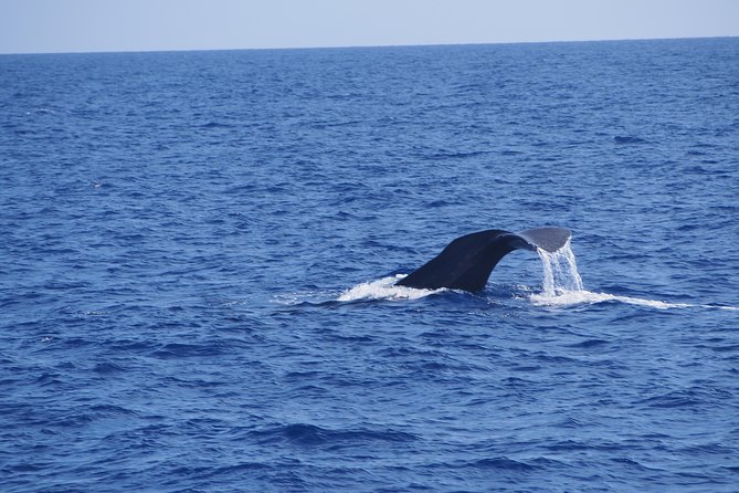 Dolphin - Whale - Turtle - Bird Watching - How the two-hour wildlife hunt actually feels