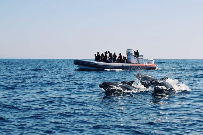Dolphins Search and Benagil Caves from Albufeira - Key takeaways before you go