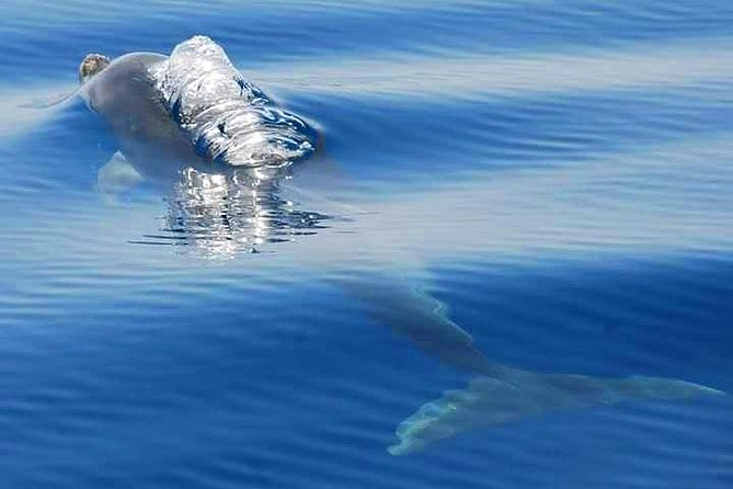 Dolphins Search and Benagil Caves from Albufeira - Meeting at Albufeira Marina, and how to set yourself up for better seats