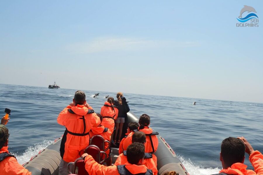 Dolphins Watching - Portimão - The small things that can make or break your experience