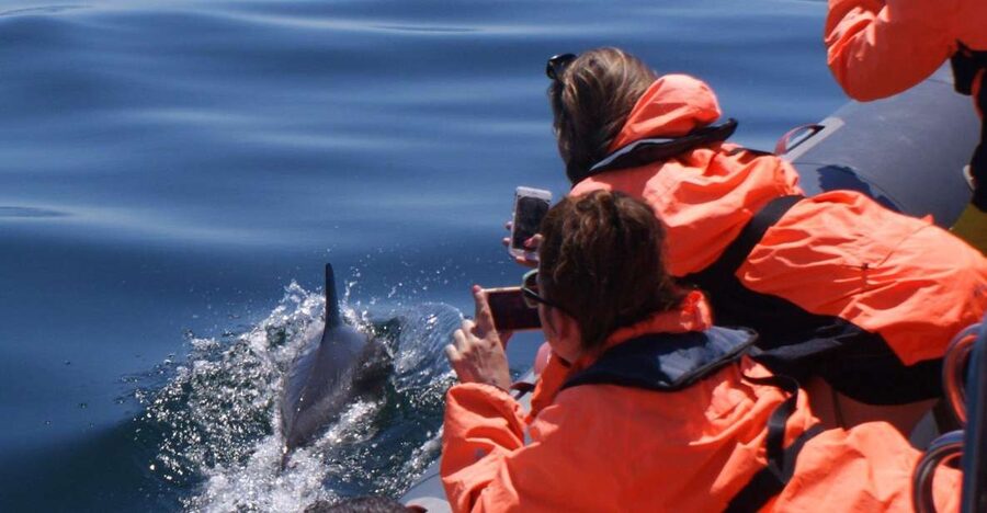 Dolphins Watching - Portimão - Why this Portimão dolphin outing feels like real wildlife time
