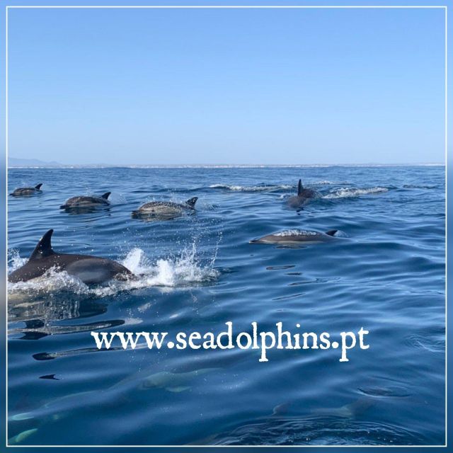 Dolphins Watching - Portimão - Praia da Rocha: your focused 1.5-hour dolphin watching session