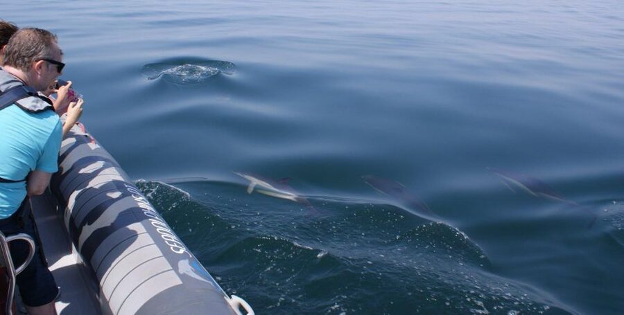 Dolphins Watching - Portimão - Portimão by long-tail boat: the ride that adds the adventure