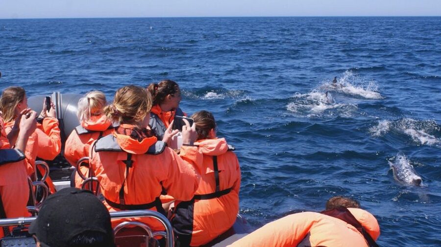 Dolphins Watching - Portimão - What’s included, what’s not, and what you should bring