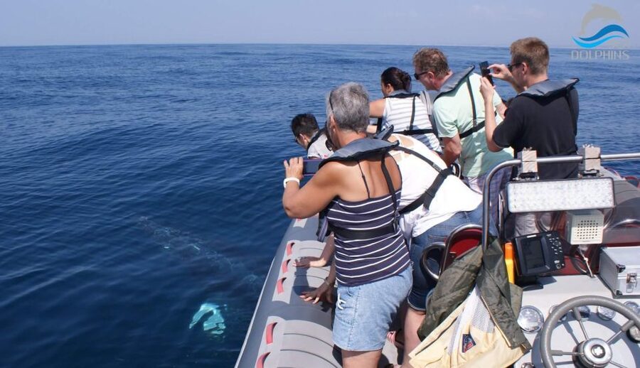 Dolphins Watching - Portimão - How good is the chance of seeing dolphins?