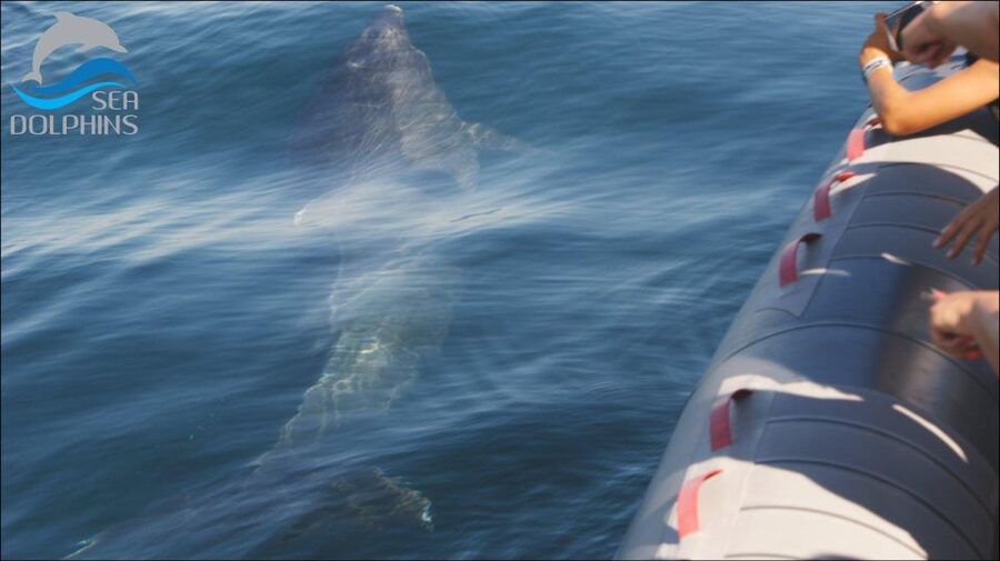 Dolphins Watching - Portimão - Price and value, without wishful thinking