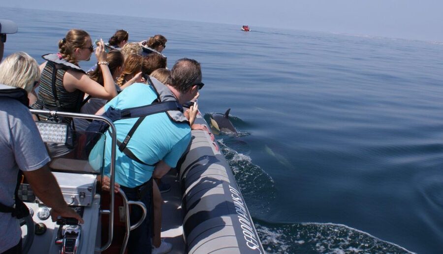 Dolphins Watching - Portimão - Who this suits best, and who should skip it