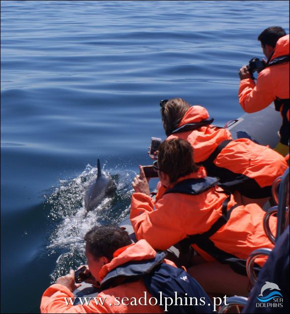 Dolphins Watching - Portimão - Getting to Seadolphins and what happens before you go out