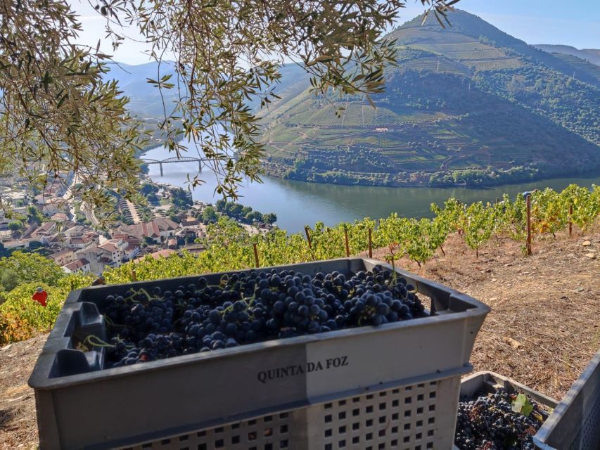 Douro Valley: (Pinhão) Quinta da Foz - Tour&Tasting 5 WINES - Your tasting flight: 5 wines plus extra virgin olive oil