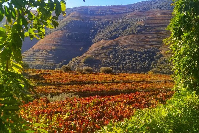 Douro Valley Prime Tour: Wine Tastings, Boat & Lunch from Porto - The drive through mountains, long tunnel time, and a first bridge view