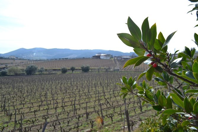 Douro Valley Tour: 2 Vineyard Visits, River Cruise, Winery Lunch - Sabrosa Finale: 4-Course Winery Lunch and Port Tasting in the Cellar