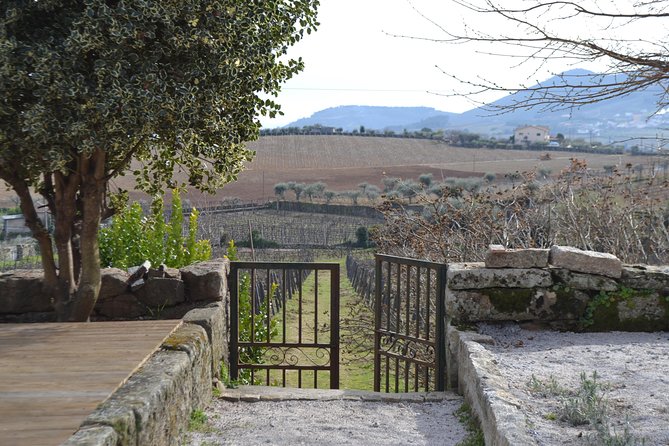 Douro Valley Tour: 2 Vineyard Visits, River Cruise, Winery Lunch - Should You Book This Douro Valley Tour?
