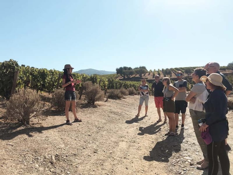 Douro Valley: Tour with Wine Tastings, Lunch, and Boat Ride - Who Should Book This Tour, and Who Might Want Something Different