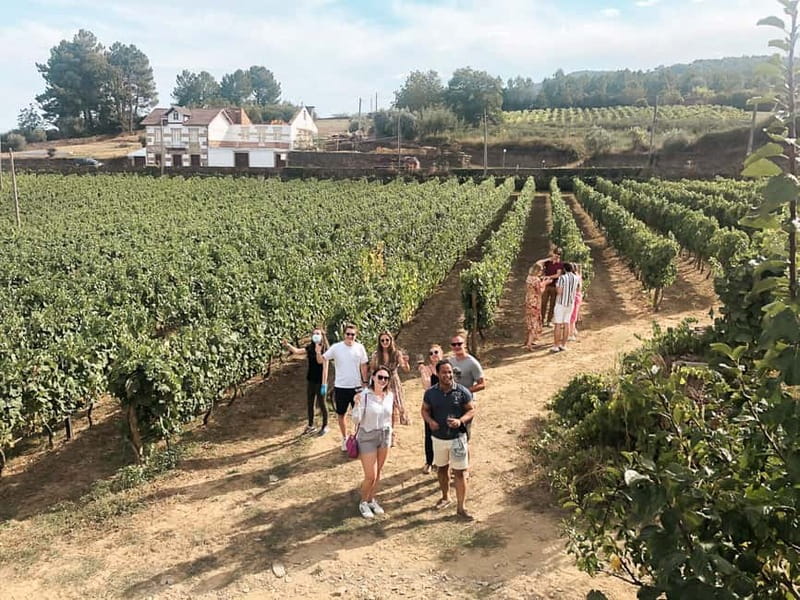 Douro Valley: Tour with Wine Tastings, Lunch, and Boat Ride - Stop One: A Port Wine Estate With a Real Winemaking Walkthrough