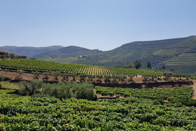 Douro Valley Wine Tour: 3 Vineyard Visits, Wine Tastings, Lunch - Stop 2 in Folgosa: Touring an Old Estate and Sampling Ports