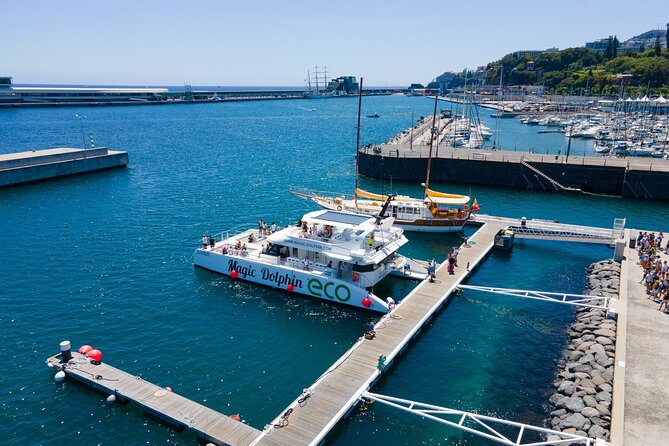 Eco-Friendly Catamaran Dolphin and Whale Watching - What you can realistically expect to see in Madeira waters