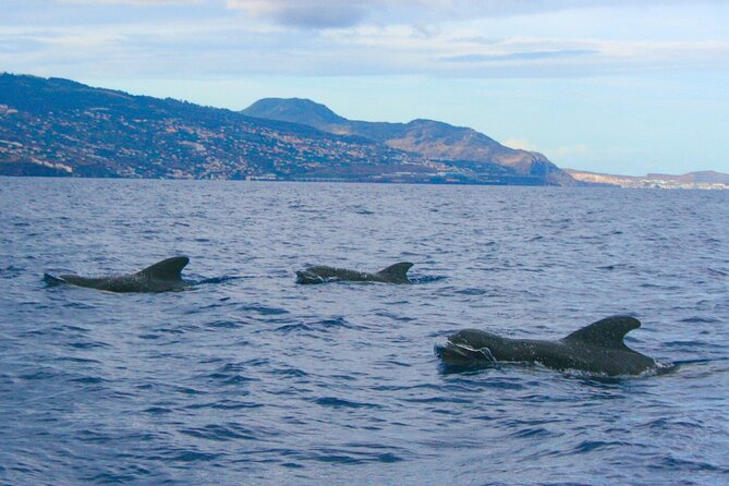 Eco-Friendly Catamaran Dolphin and Whale Watching - Who should book this catamaran tour, and who might want a different plan